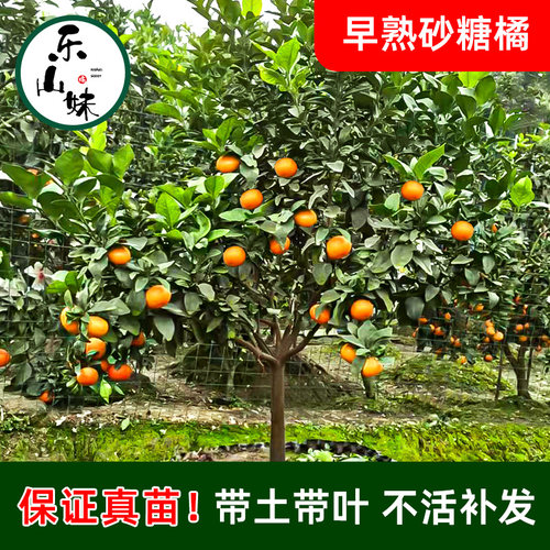 【乐山妹】沙糖桔地栽盆栽南北方橘子树柑桔果树苗嫁接砂糖橘四川