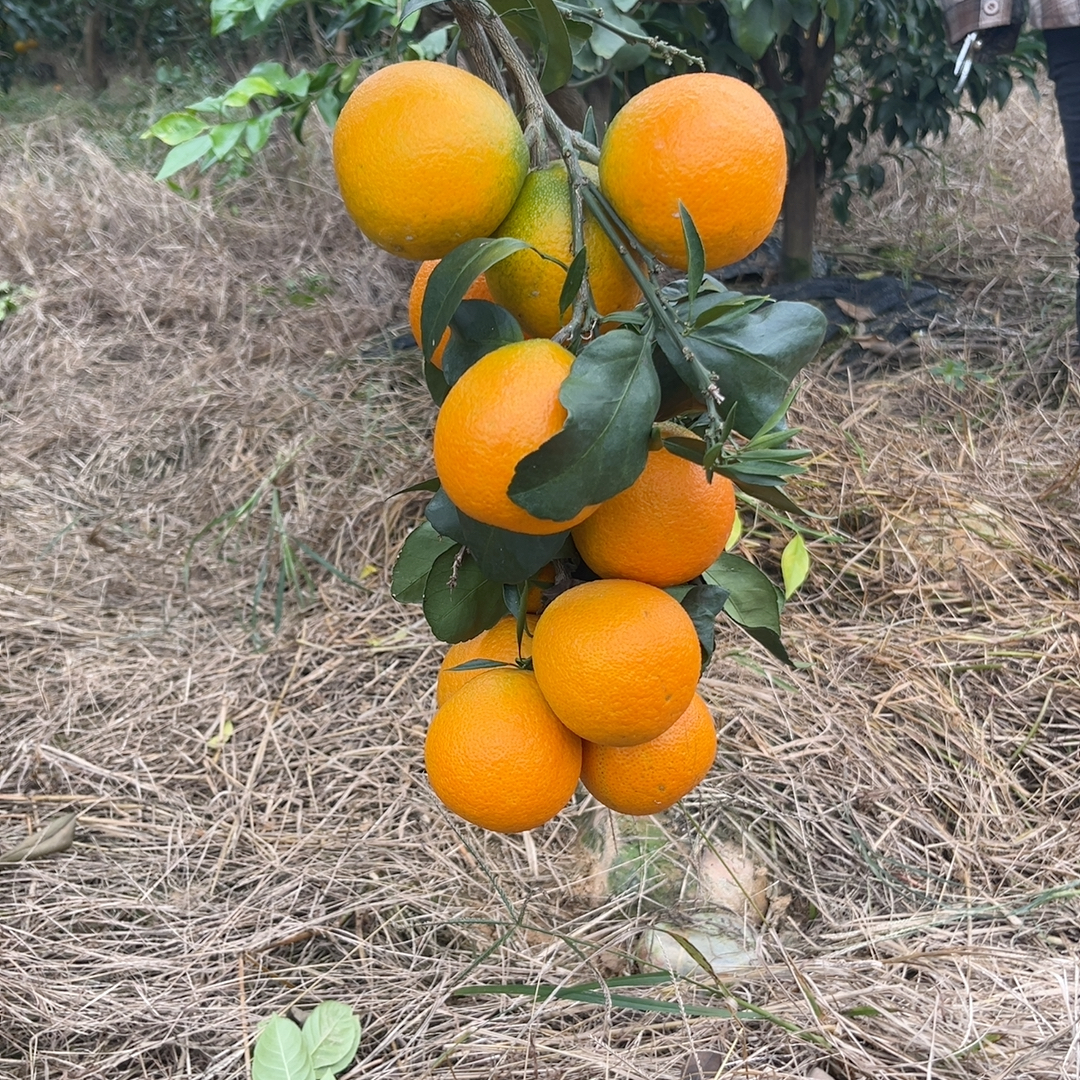 果冻橙卖完了，等两天上甘平和脐橙