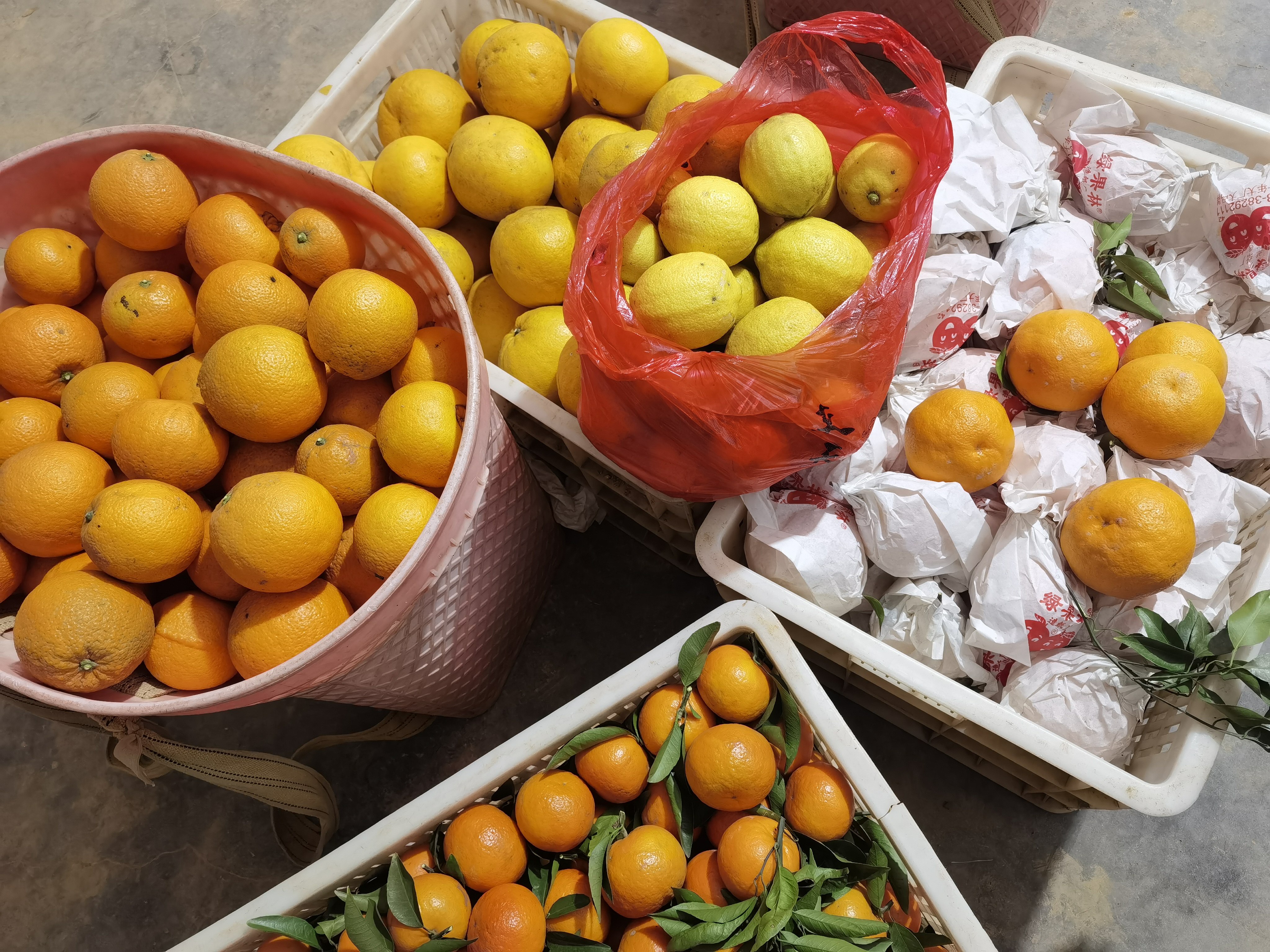 混果 8斤 酸甜 耙耙柑 沃柑 大脐橙 葡萄柚 柠檬 不售后老粉拍,鲜花速递/花卉仿真/绿植园艺,行道树/乔木,淘宝优惠券,粉丝福利购,淘宝优惠卷