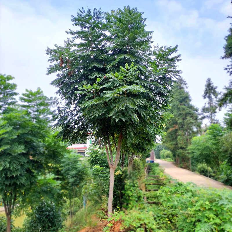 栾树树苗黄山栾树苗大型公园行道树庭院耐寒风景树占地拆迁绿化苗