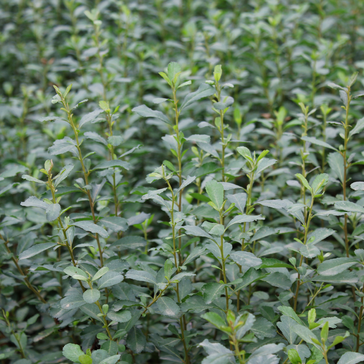 火棘盆景老桩植物别墅绿化树苗