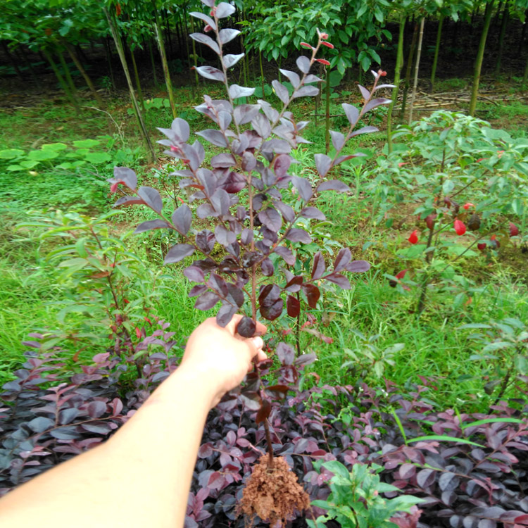 红花继木苗盆景红花继木小苗盆景红继木苗工程苗红继木苗绿化苗