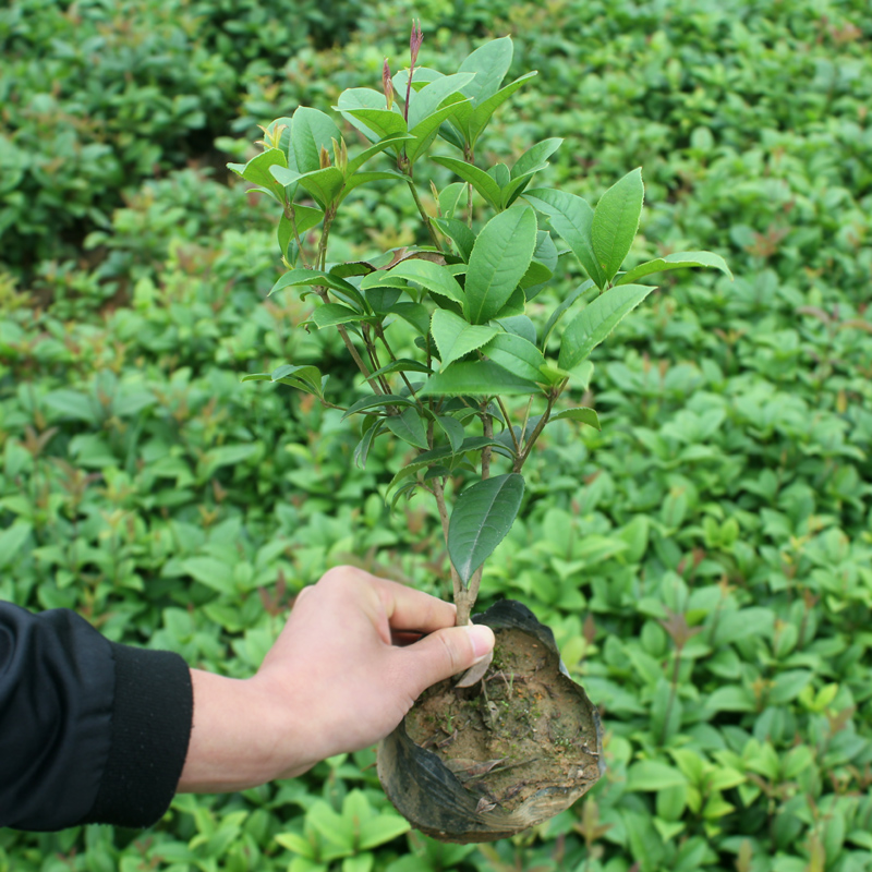 四季桂杯苗四季桂小苗盆栽工程庭院绿化苗木月月桂小苗丹桂花树苗