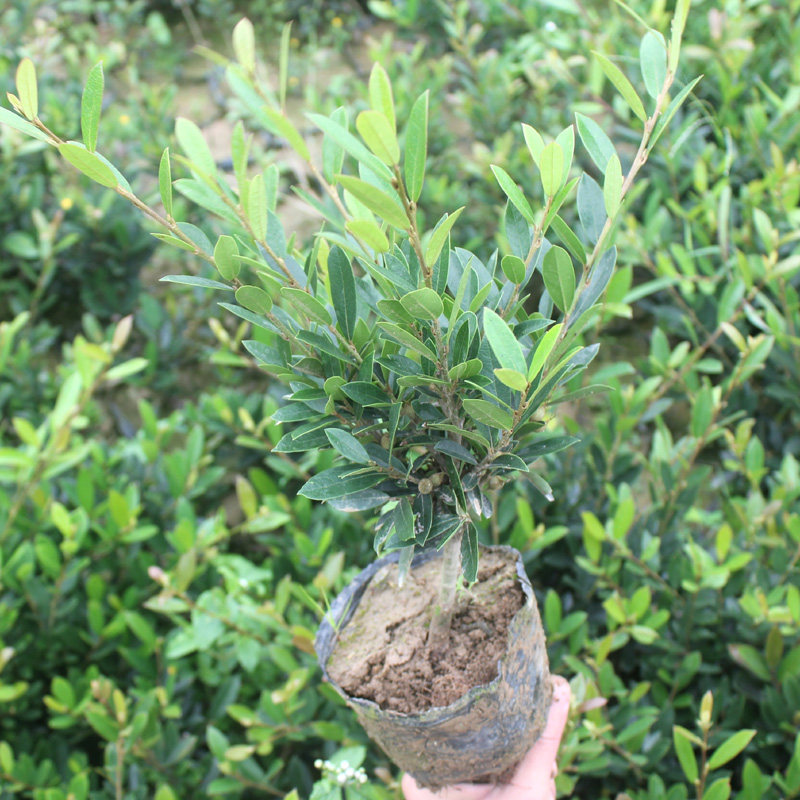 蚊母杯苗蚊母小苗盆栽庭院工程绿化苗木四季常绿蚊母杯苗小苗包邮