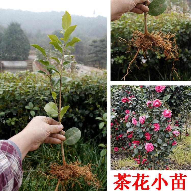 茶花小苗茶花苗山茶花苗名贵苗木庭院绿化专用苗木观赏茶花苗包邮