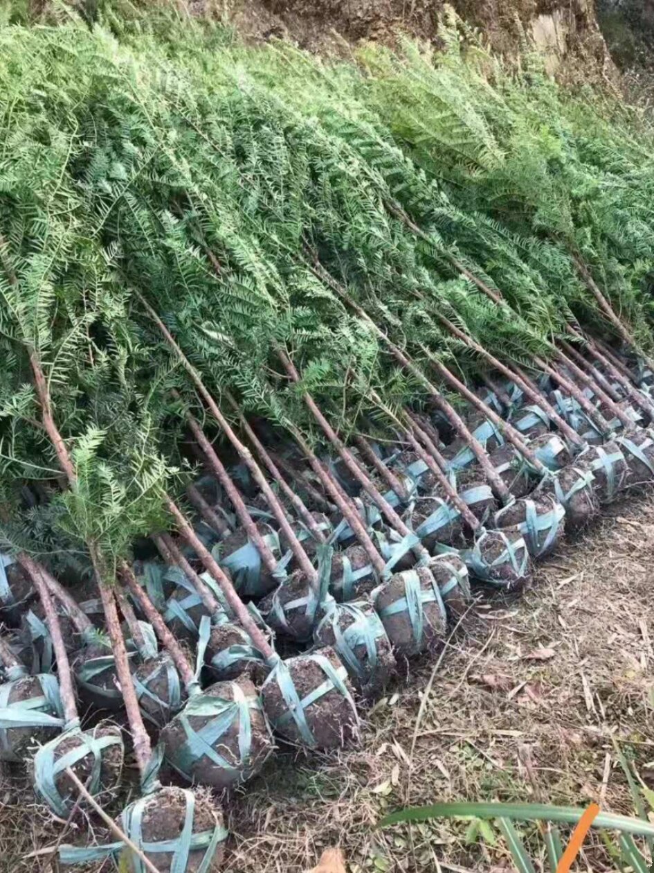 红豆杉树苗大型盆栽正宗南方红豆杉大树苗地栽别墅园林绿化树包邮