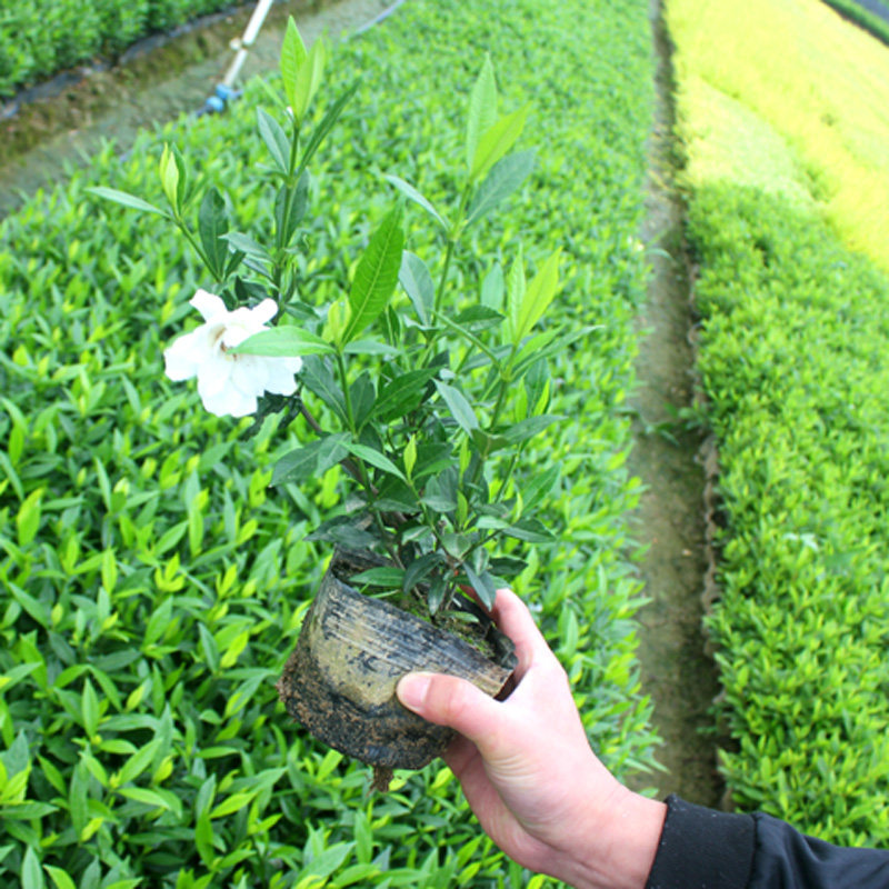 小叶栀子花杯苗小叶栀子花小苗庭院工程绿化苗木雀舌栀子花苗包邮