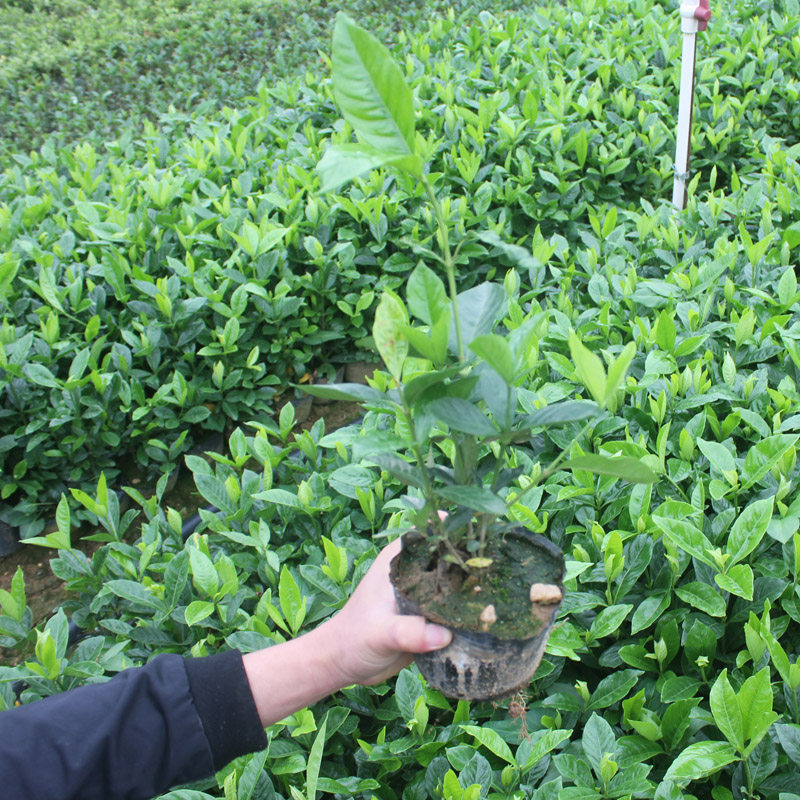 大叶栀子花杯苗大叶栀子花小苗浓香型大花重瓣牡丹栀子花盆栽绿化