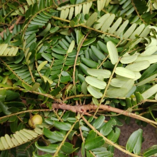 新鲜油柑叶野外自然生长油甘叶油柑果叶清香余甘子叶带枝条发货