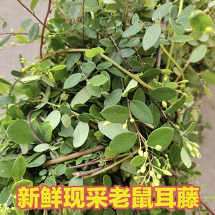 新鲜现采小叶铁包金 老鼠耳藤 乌口仔果乌金藤枝叶中草药500克