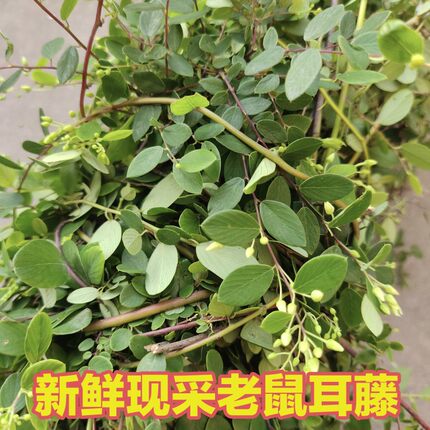 新鲜现采小叶铁包金 老鼠耳藤 乌口仔果乌金藤枝叶中草药500克