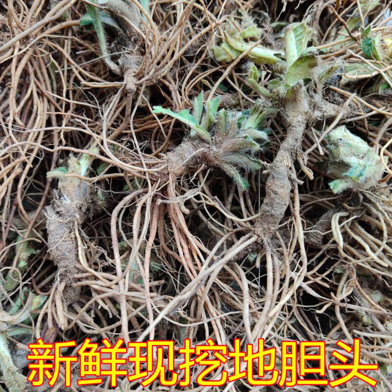 农家新鲜地胆草地胆头地斩头苦地胆坐地娘丁茄夫250克包邮