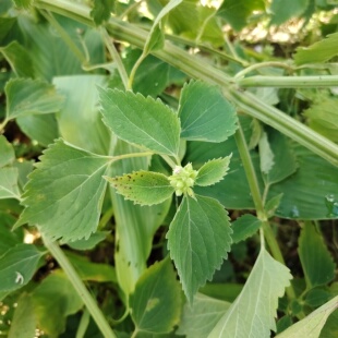 新鲜现采防风草农村抹草落马衣秽草宝宝洗澡受风土霍香野生草药