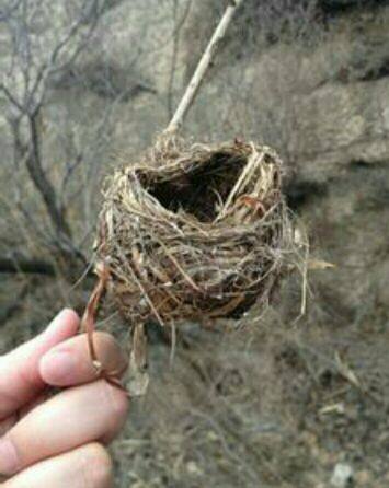 小鸟巢鸟窝天然大山上捡到的自然装饰品拍照装饰