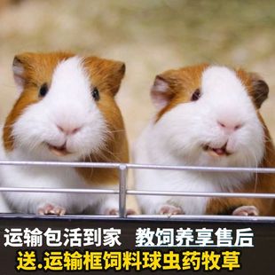 荷兰猪活物幼崽宠物豚鼠活体小宠荷兰兔彩豚黑豚逆毛荷兰猪送笼