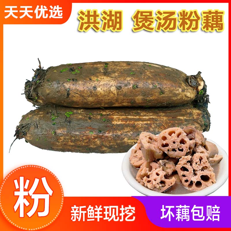 洪湖莲藕煲汤粉藕新鲜湖北特产