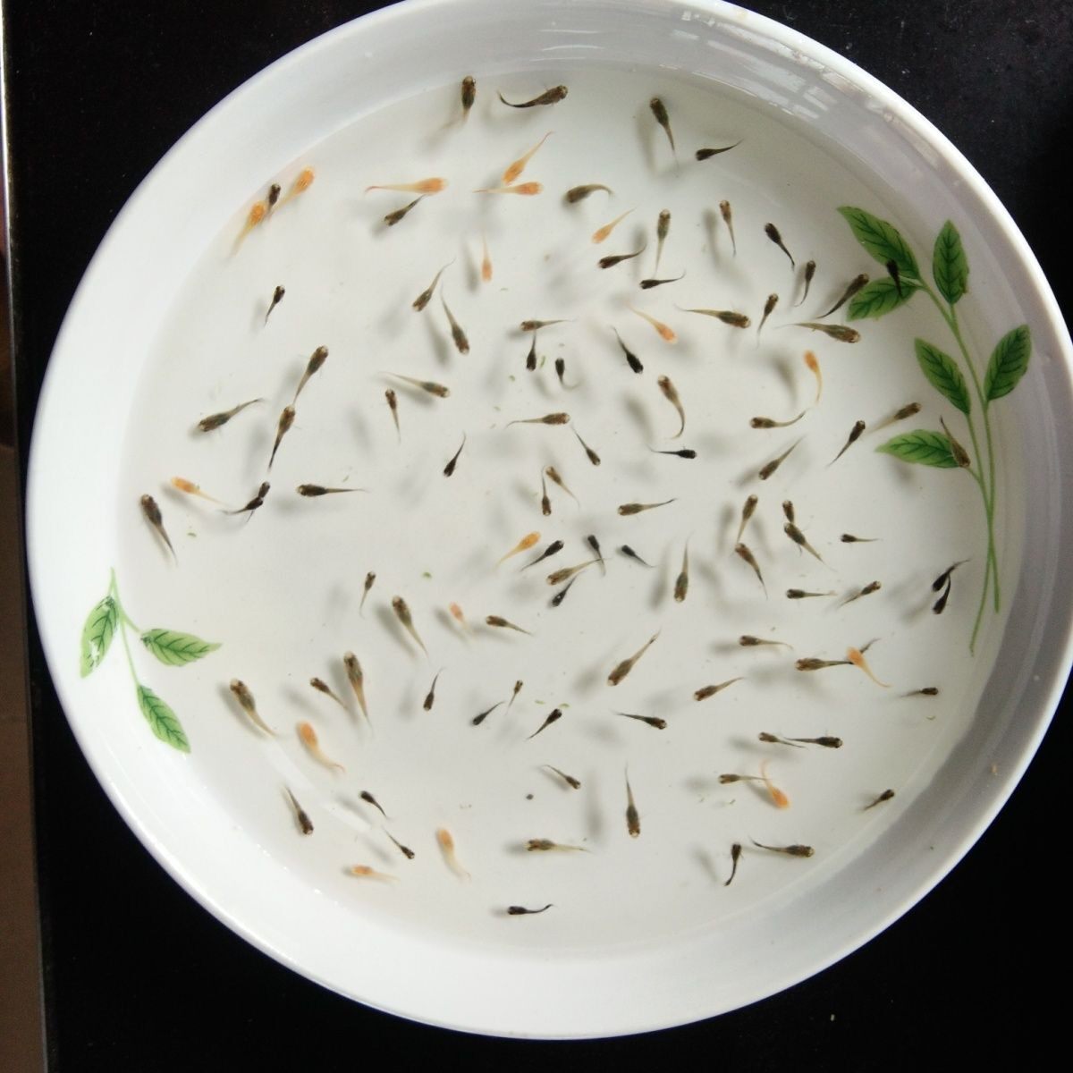 孔雀鱼活体新手开缸套餐 纯种热带观赏鱼 水草饲料滤材一站式配齐