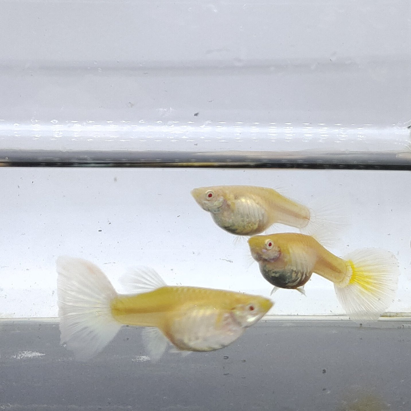 凤尾孔雀鱼的小鱼苗宠物小精灵可爱冷热水鱼好养懒人健康新手常温,宠物/宠物食品及用品,鱼,淘宝优惠券,粉丝福利购,淘宝优惠卷