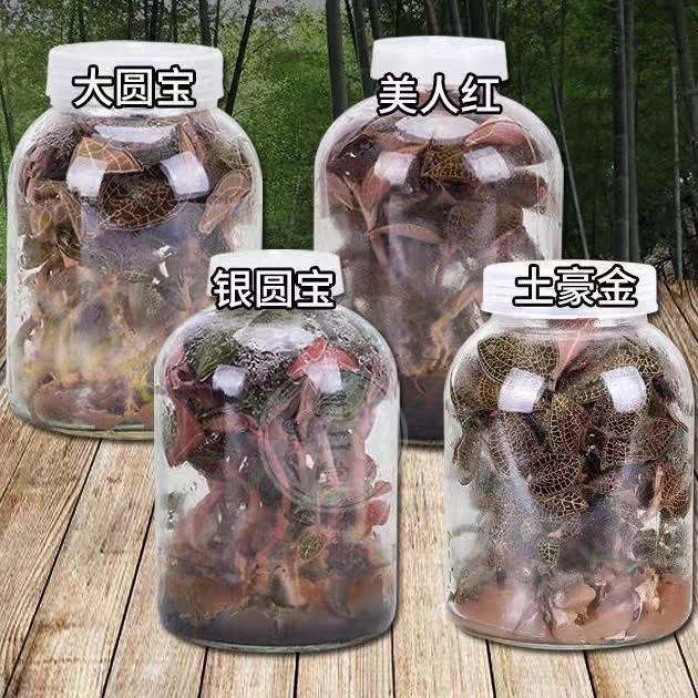 金线莲仿野生金钱草