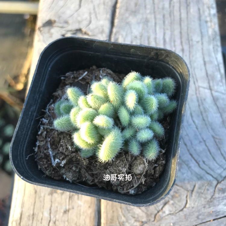 信冬尼【满20发货】多肉植物盆栽办公室阳台创意花卉贵货稀有品种