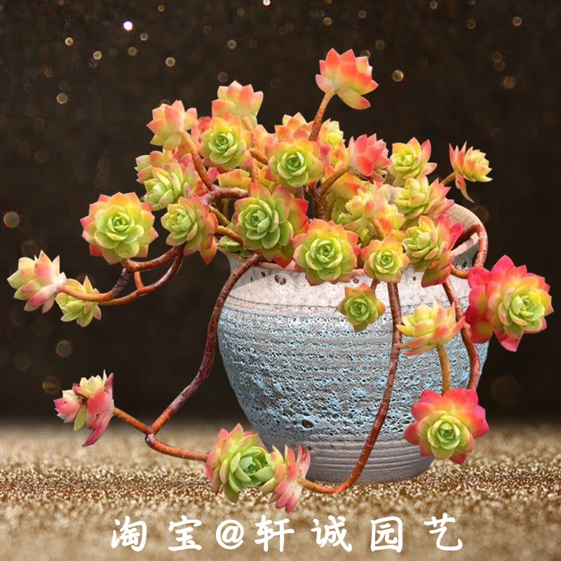 新手易养多肉植物油画婚礼薄化妆办公室桌面迷你多肉植物老桩群生