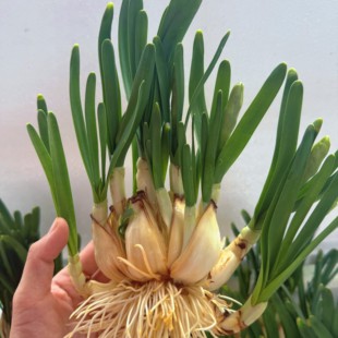 单瓣漳州水仙花盆栽带花苞水养花卉植物室内阳台好养易活四季开花