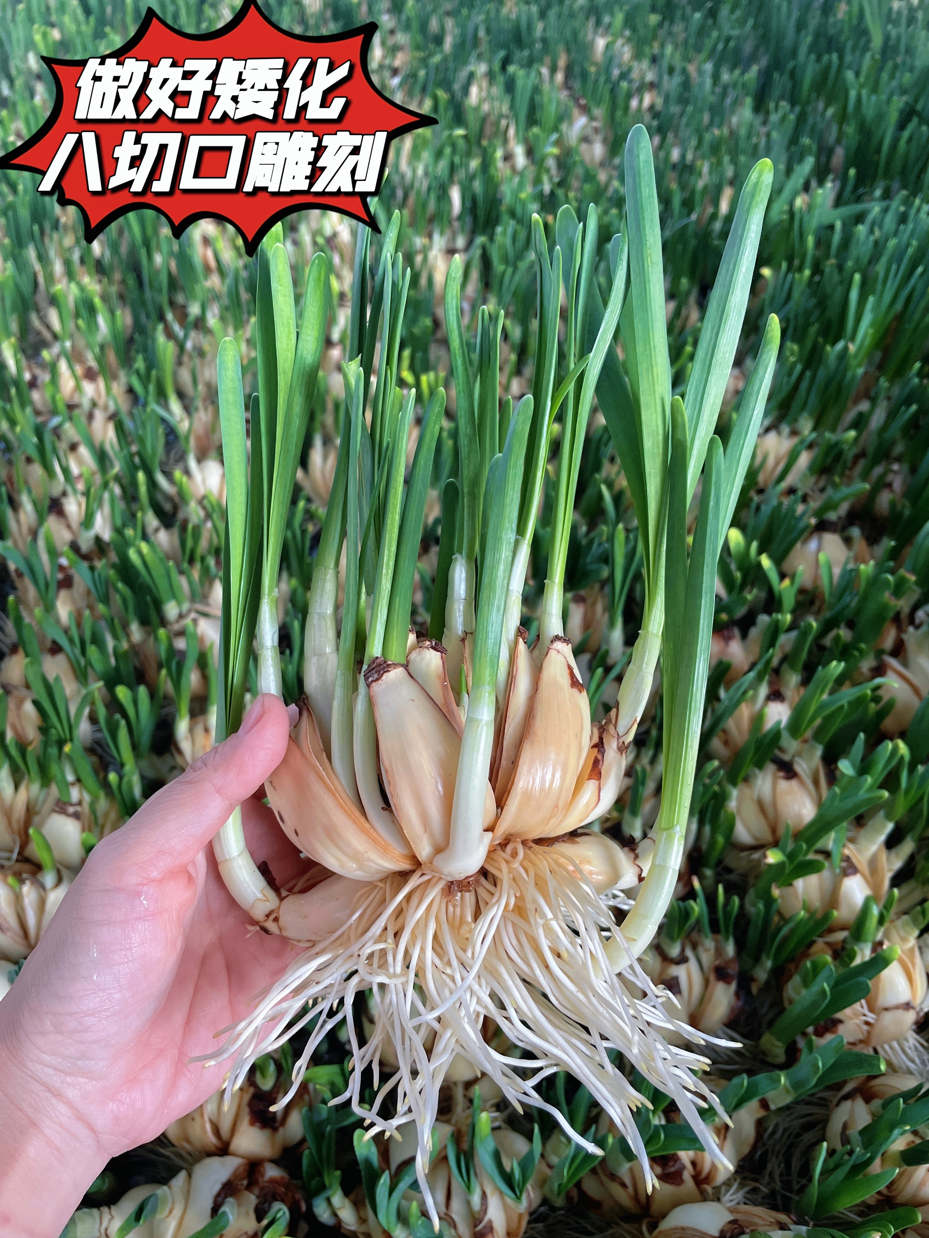 正宗漳州水仙花水培绿植盆栽年宵花好养耐寒室内外花王浓香型,鲜花速递/花卉仿真/绿植园艺,时令草本花卉,淘宝优惠券,粉丝福利购,淘宝优惠卷