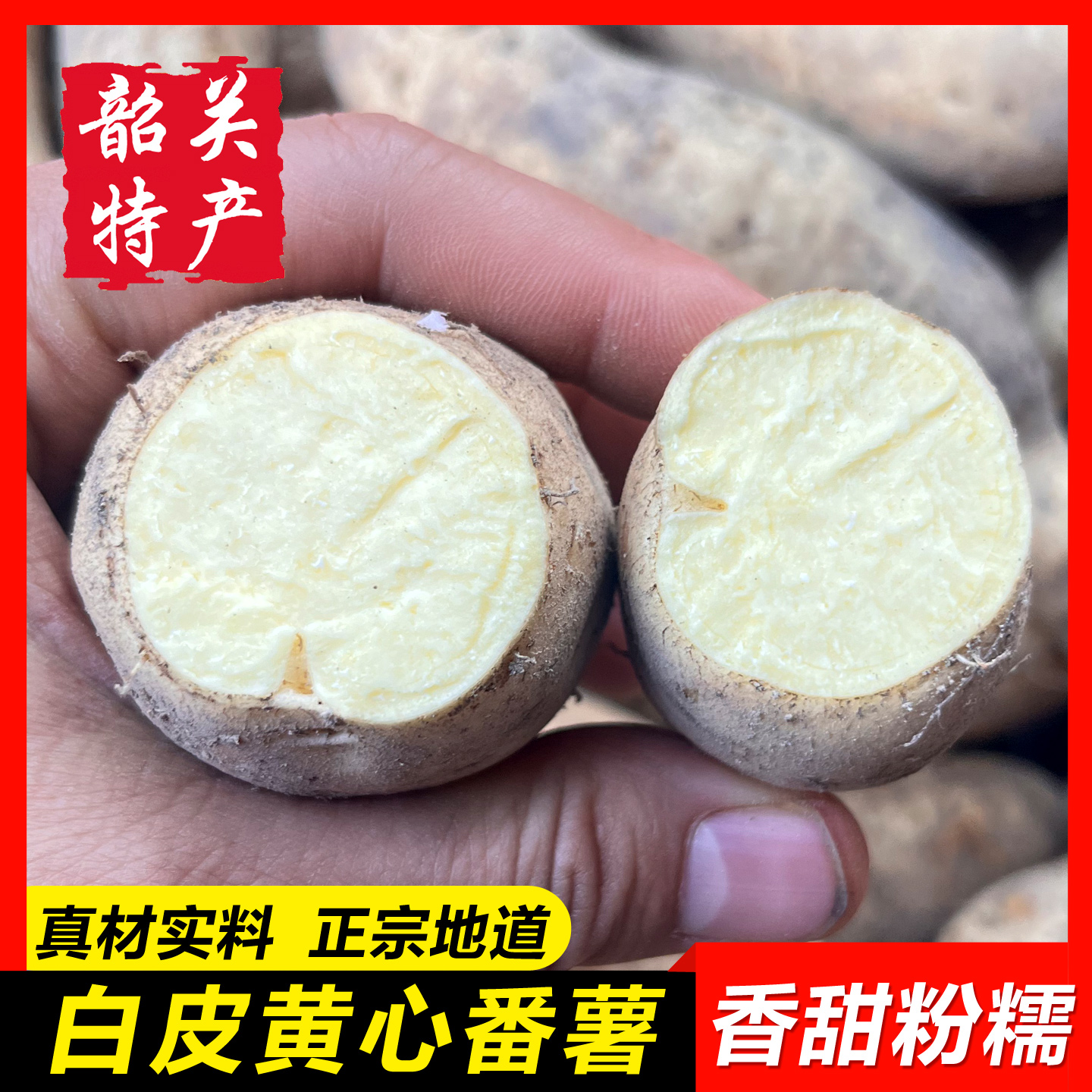 【罗坑白皮黄心番薯10斤装】粤北特产新鲜生地瓜农家红薯板栗黄薯