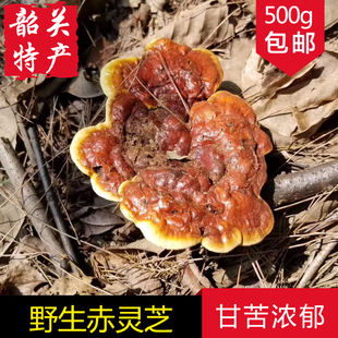 正宗深山苦灵芝 韶关特产纯天然小红林芝整枝 野生赤灵芝500g