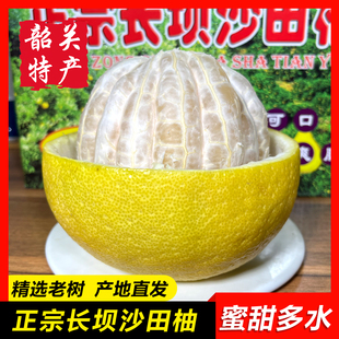 【长坝沙田柚】正宗韶关特产蜜柚 新鲜丹霞谢柚4个礼盒装中大果品
