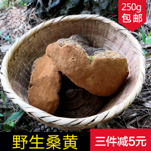 正宗桑树桑黄灵芝整枝长白山纯天然金边黄菌切块 野生桑黄250g