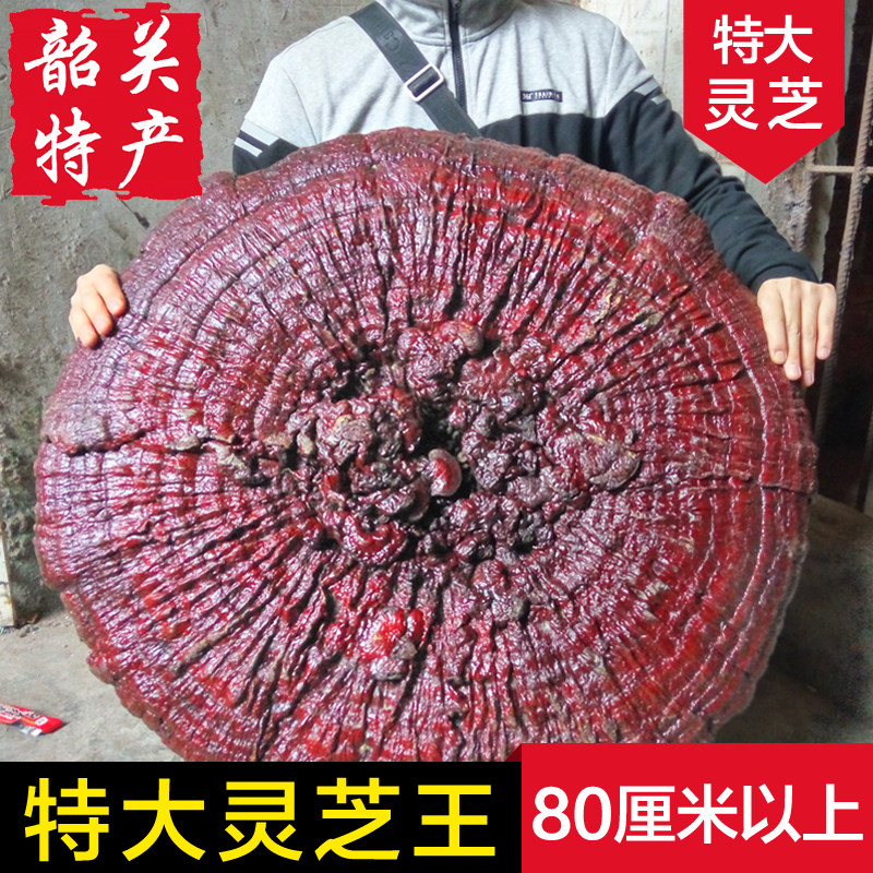 特大灵芝摆件野生灵芝盆景红林芝摆饰千年紫灵芝灵芝王风水装饰