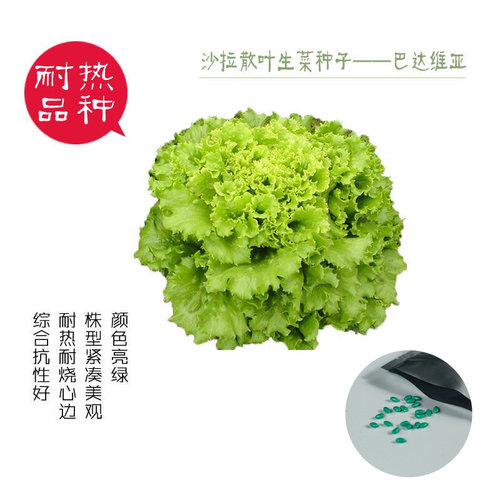 进口耐热精品生菜包衣20粒种子
