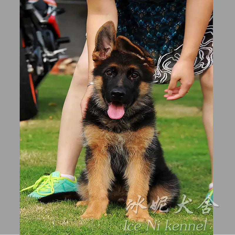 CSV德国牧羊犬犬舍德国黑背军犬警犬狼狗幼犬纯种马犬罗威纳幼崽