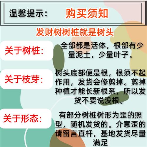 发财树树桩树头树苗室内绿植花卉阳台大盆景盆栽客厅招财独杆带盆