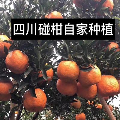 四川自家果园碰柑芦柑柑橘新鲜现摘现发