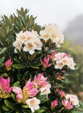 猴头杜鹃盆景小盆栽带土球小春花会开花桌面茶台绿植马樱花超好养