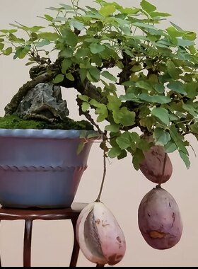 八月瓜树苗三叶木通带土球带叶爬藤常绿植物盆栽盆景八月炸