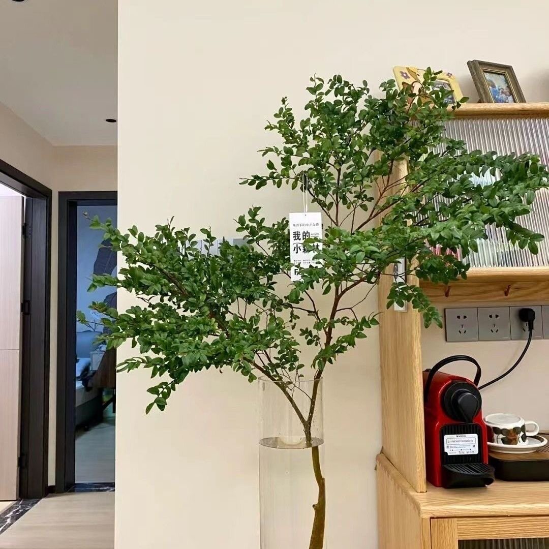 美男树水培绿植物鲜切枝马醉木吊钟平替室内客厅ins北欧风花卉