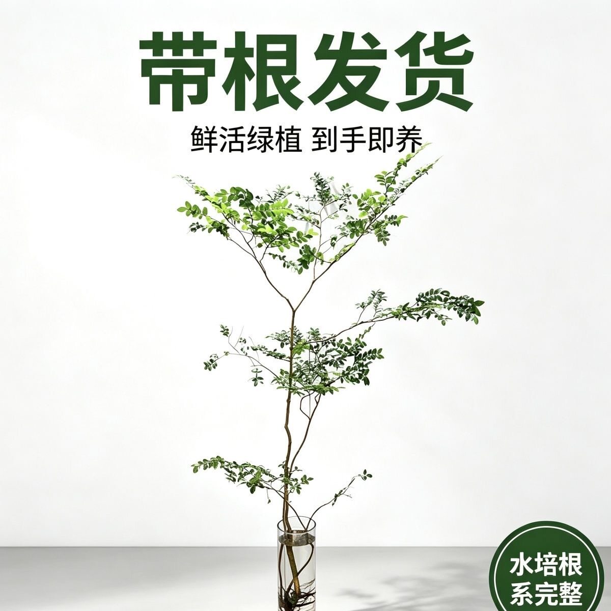 [带根发货]美男树可土培水培带裸根室内客厅桌面绿植根部保湿发货