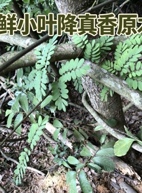 新鲜小叶降真香藤黄檀藤香降香黄惊牙香道手工线香原材料包邮
