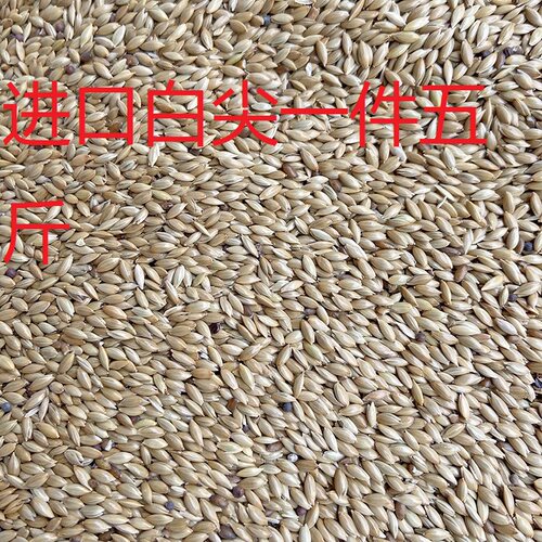 进口加纳利子鹦鹉鸟食 油尖粟白尖粟 草庐籽鸟粮金丝雀籽 包邮5斤