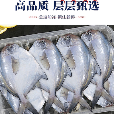 东海白鲳鱼新鲜包邮到家！