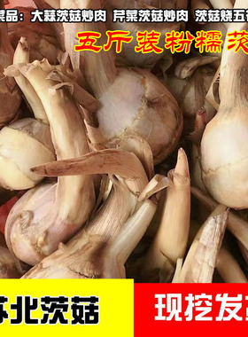 苏北农家现挖茨菇半斤3斤5斤茨菇东台新鲜蔬菜牙菇白栗时令菜茨菰