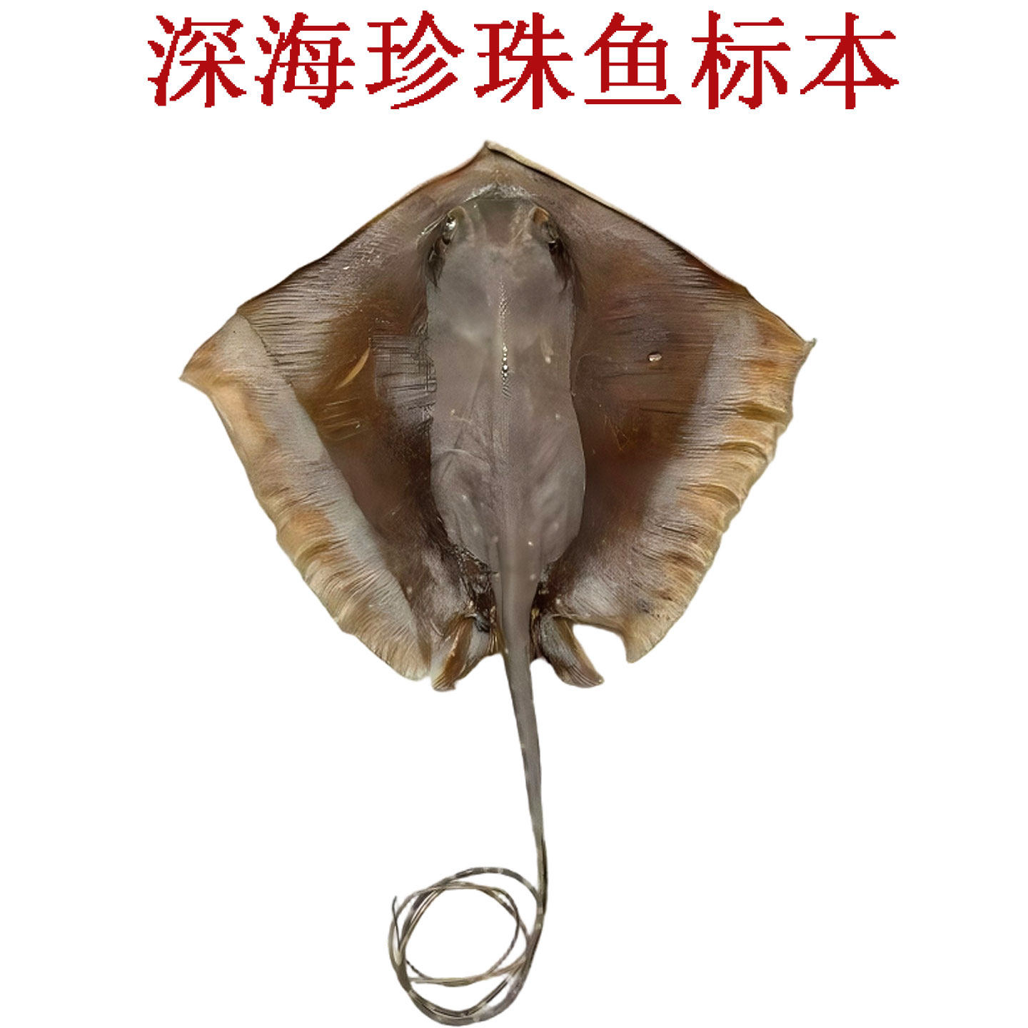 泰国珍珠鱼魔鬼鱼皮标本室内摆件