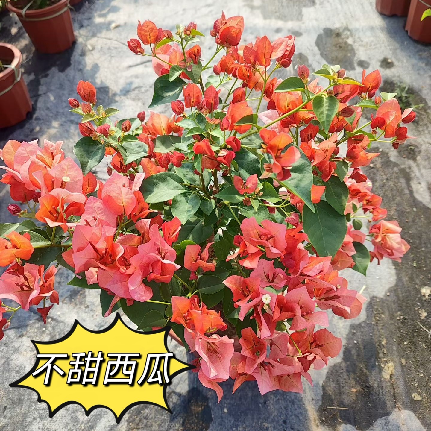 三角梅不甜西瓜苏瓦娜金心橙白粉天使波伊斯玫瑰阳台花园庭院植物图片