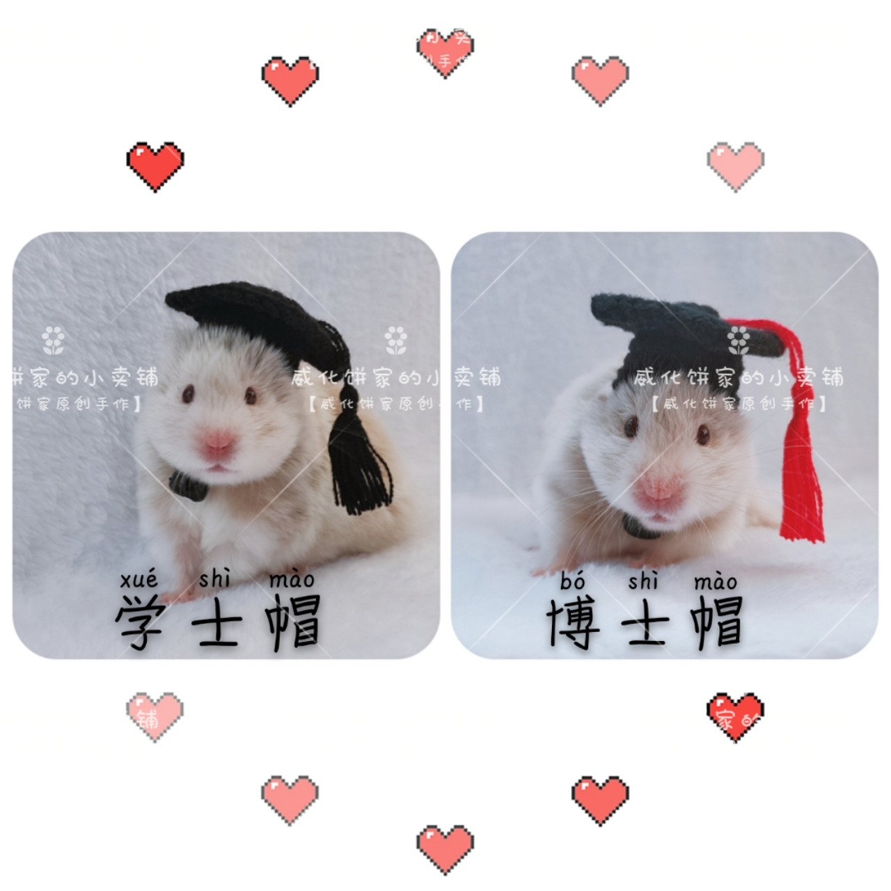 【威化饼家】博士帽豚鼠金丝熊