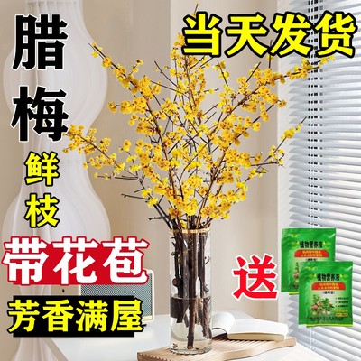 腊梅花鲜花水培鲜切花乾燥树枝蜡梅鲜花冬季花卉水培植物花束客厅