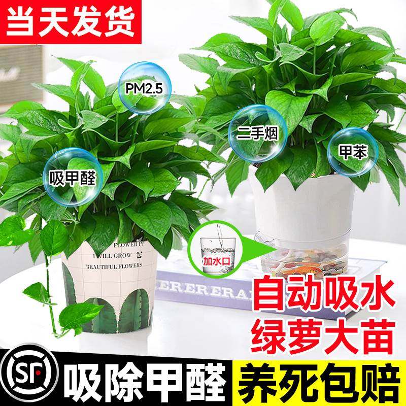 绿萝盆栽水培大叶绿箩植物室内吸甲醛办公室长藤垂吊绿植净化空气