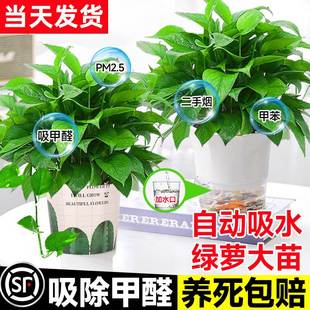 绿萝盆栽水培大叶绿箩植物室内吸甲醛办公室长藤垂吊绿植净化空气